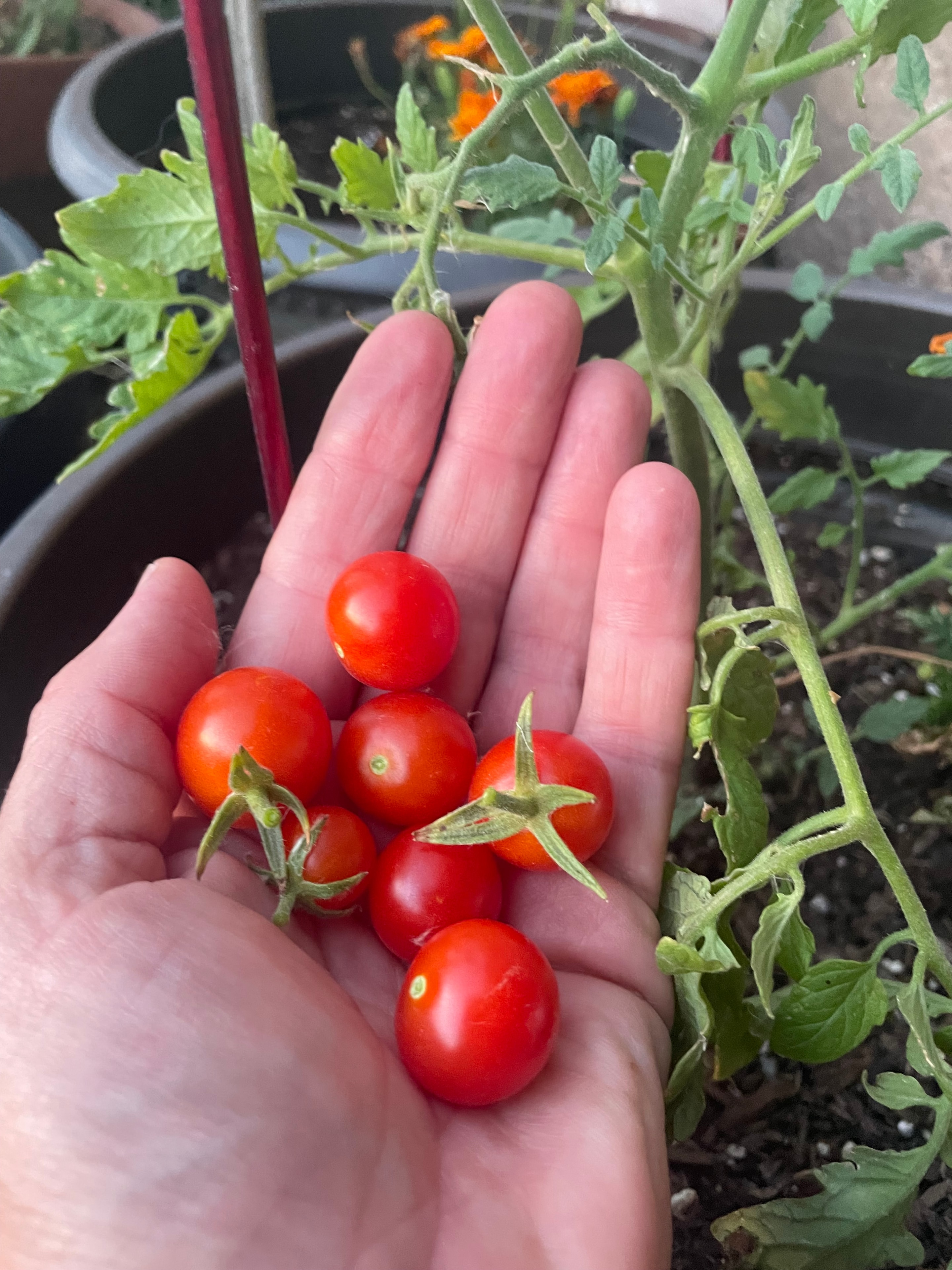 Fresh cherry tomatoes from the garden